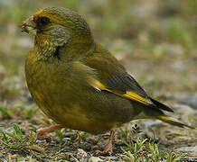 European Greenfinch