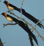 Long-tailed Paradise Whydah