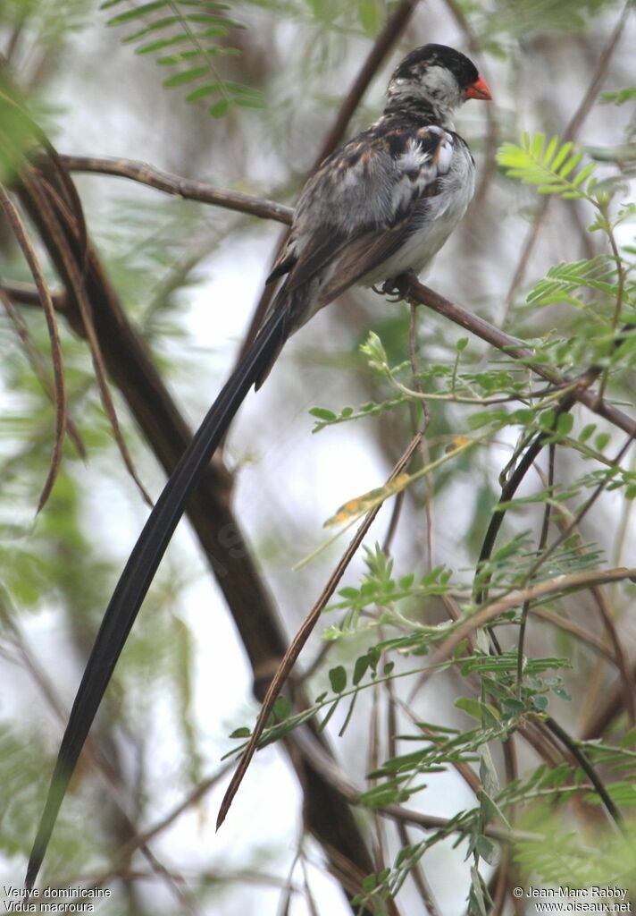 Veuve dominicaine, identification