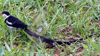 Pin-tailed Whydah