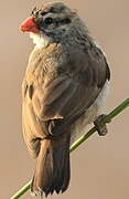 Pin-tailed Whydah