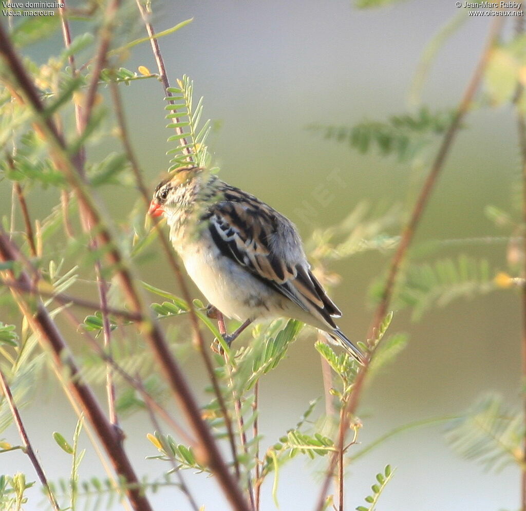 Pin-tailed Whydah female, identification