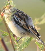 Pin-tailed Whydah