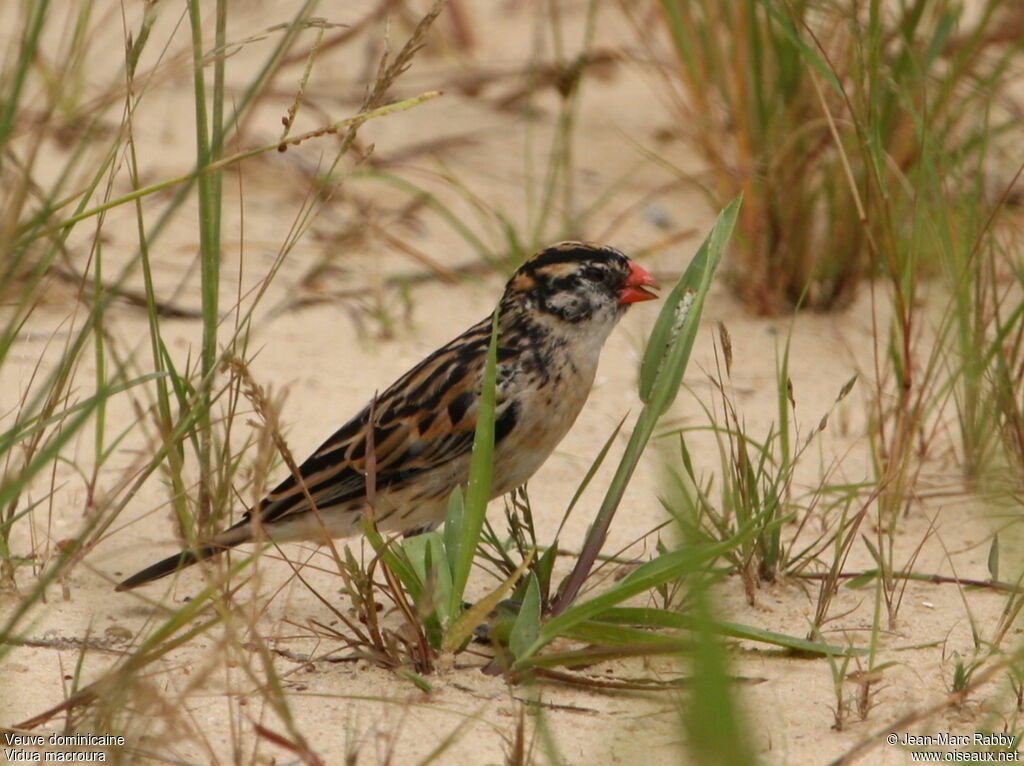 Pin-tailed Whydah