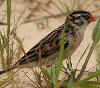 Pin-tailed Whydah