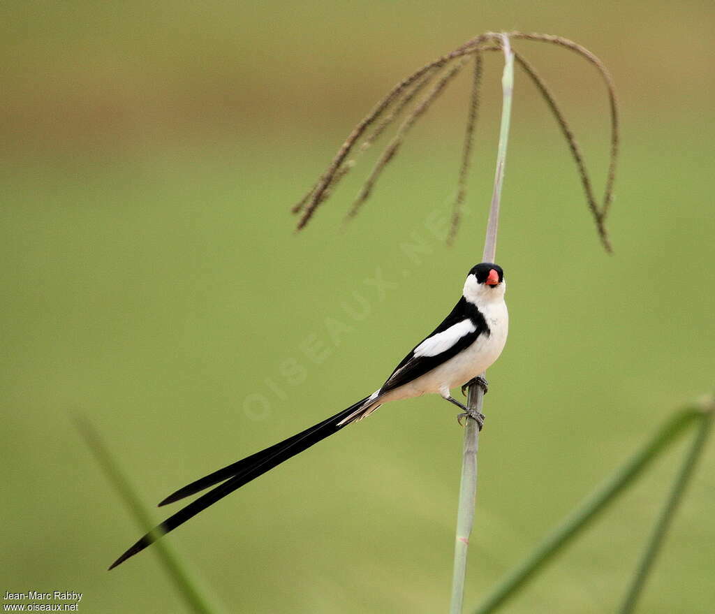 Pin-tailed Whydahadult breeding, identification