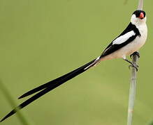 Pin-tailed Whydah