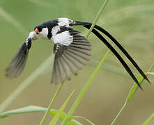 Pin-tailed Whydah