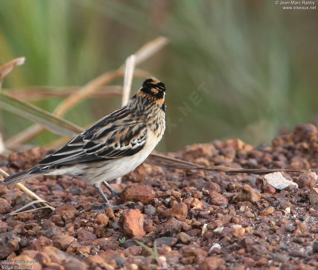 Pin-tailed Whydah female