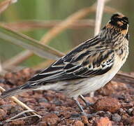 Pin-tailed Whydah