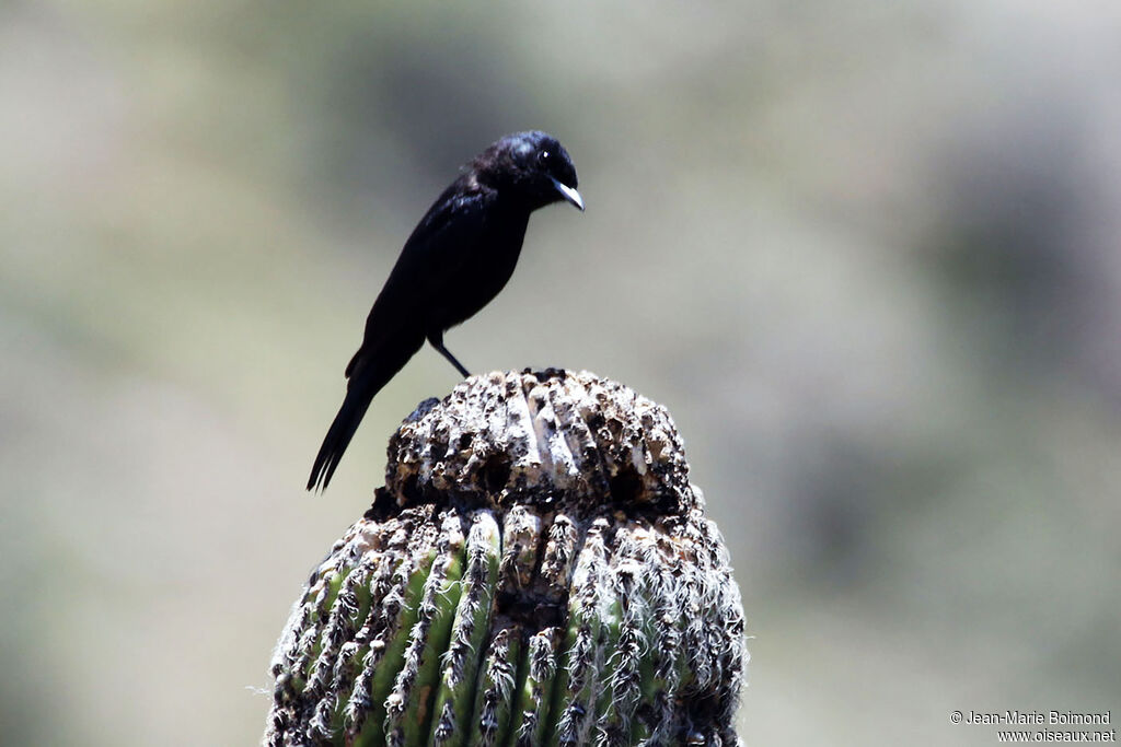 Ada à ailes blanches