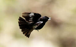 Ada à ailes blanches