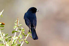 Ada à ailes blanches