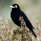 Ada clignot