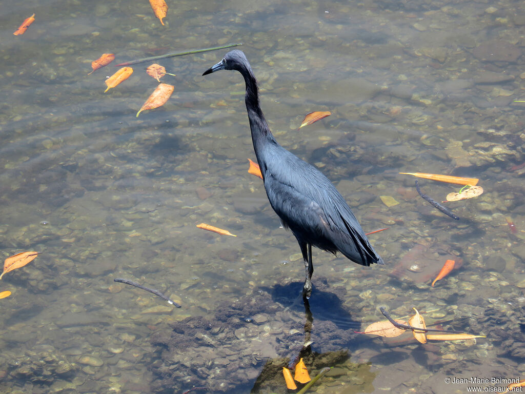 Aigrette bleue