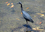 Aigrette bleue