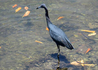 Aigrette bleue