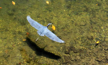 Aigrette bleue