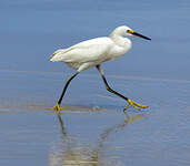 Aigrette neigeuse