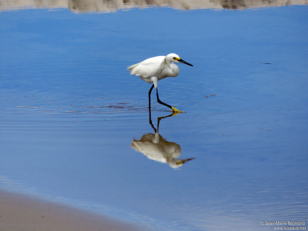 Snowy Egret