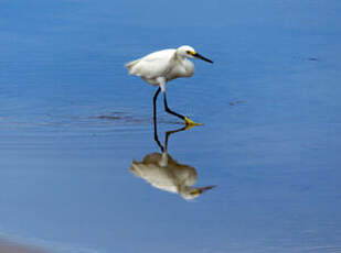 Aigrette neigeuse