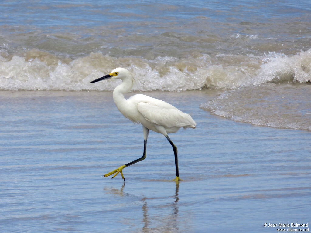 Aigrette neigeuse