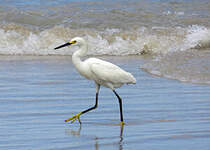 Aigrette neigeuse