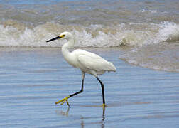 Aigrette neigeuse