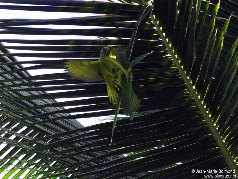 Yellow-crowned Amazon
