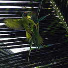 Amazone à front jaune