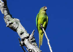 Yellow-crowned Amazon