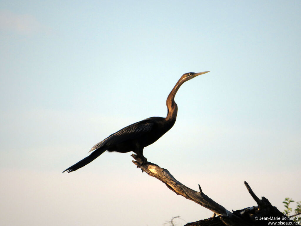 Anhinga d'Afrique