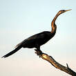 Anhinga d'Afrique
