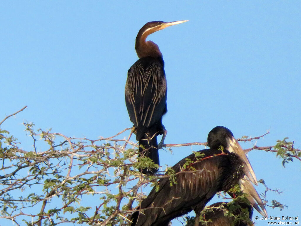 Anhinga d'Afrique