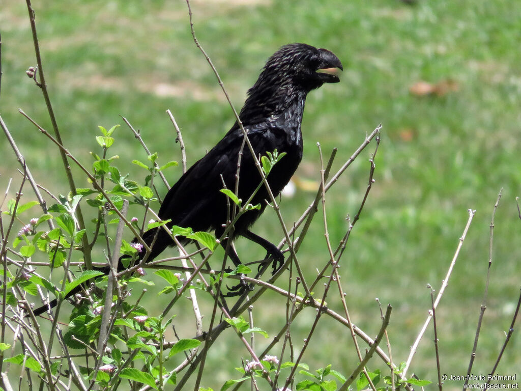 Smooth-billed Ani