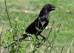 Smooth-billed Ani