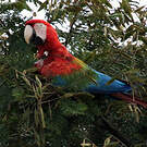 Ara chloroptère