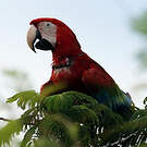 Ara chloroptère
