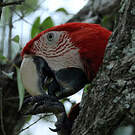 Ara chloroptère