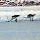 Avocette des Andes