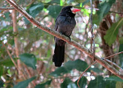 White-fronted Nunbird