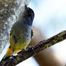 Batara bleuâtre