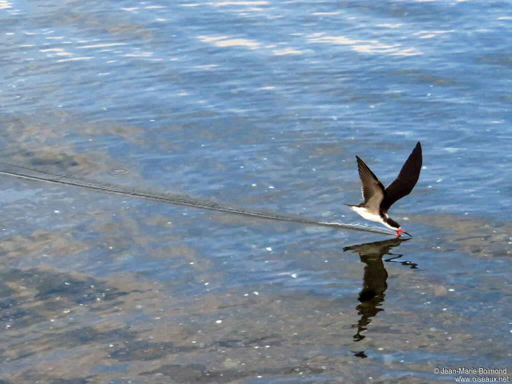 Black Skimmer