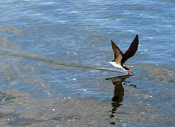 Black Skimmer