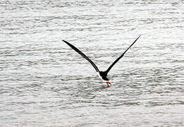 Black Skimmer