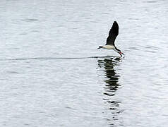 Black Skimmer