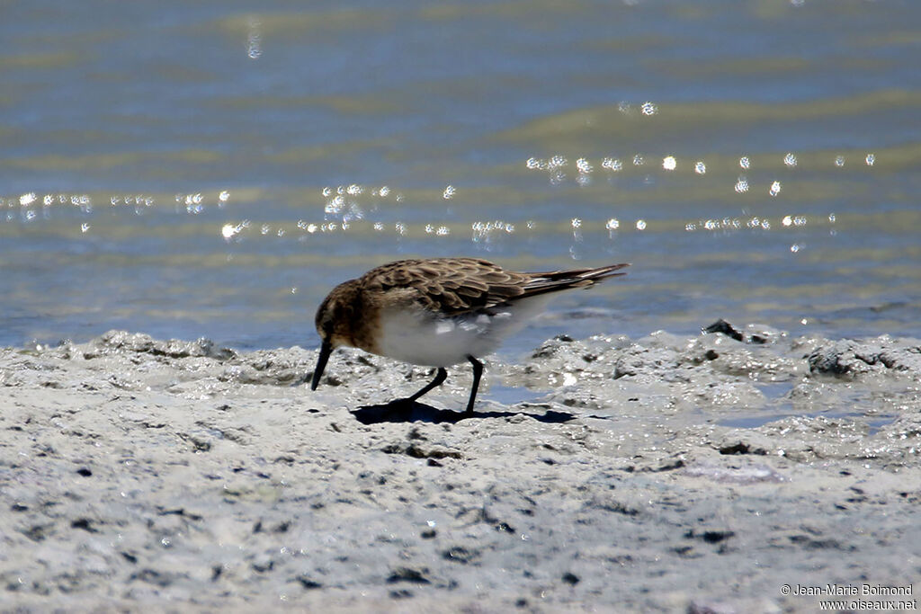 Bécasseau de Baird