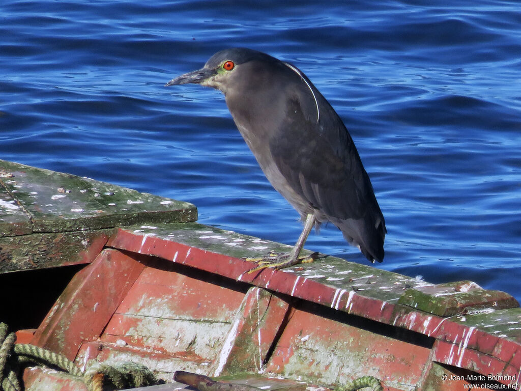 Black-crowned Night Heron