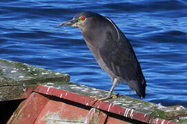 Black-crowned Night Heron