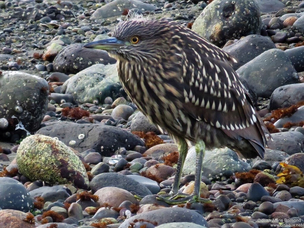 Black-crowned Night Heronjuvenile